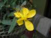 Hyporicum or Goldflower St. John's Wort